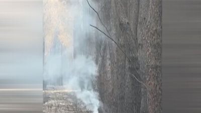 تفحم أشجار معمرة بفرنسا (شاهد)