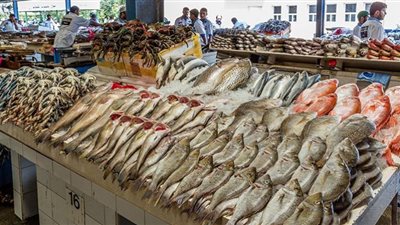 حلقة سمك جديدة بالإسكندرية أكبر 4 أضعاف من القديمة (شاهد)