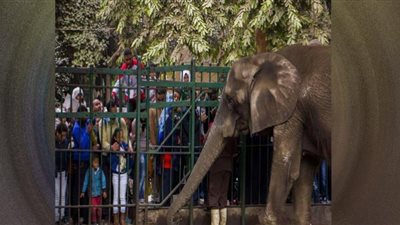 خطة تطوير ضخمة لحديقة حيوان الجيزة تؤهلها للعالمية.. فيديو