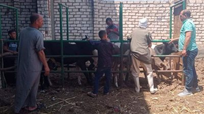الطب البيطري بالفيوم يواصل أعمال تحصبن الماشية ضد الحمى القلاعية