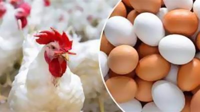 مافيا وراء ارتفاع أسعار البيض والدواجن (فيديو)