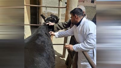 بني سويف: تحصين 116 ألفًا و727 رأس ماشية ضد الحمى القلاعية