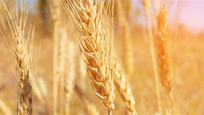 ارتفاع في أسعار القمح اليوم الإثنين
