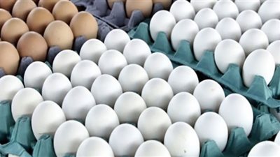 سعر البيض اليوم الإثنين بالمزرعة