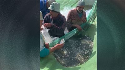 إلقاء 100 ألف زريعة من أسماك مبروك الحشائش في نهر النيل