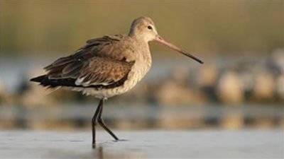 طائر غودويت.. 11 يومًا في السماء دون توقف