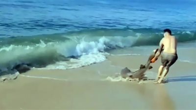 شاب يصارع سمكة قرش على أحد الشواطئ (فيديو)