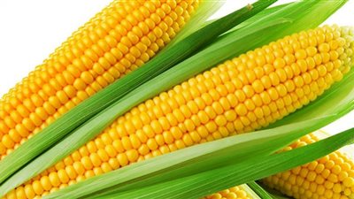 أسعار الذرة في الأسواق المصرية.. اليوم الخميس