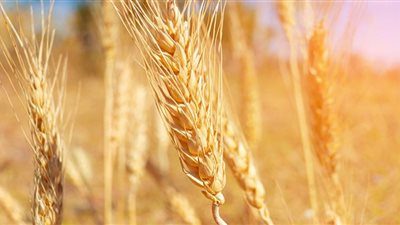 أسعار القمح اليوم الثلاثاء بالأسواق المصرية