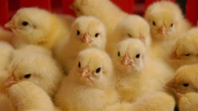 سعر الكتكوت اليوم الثلاثاء بالأسواق المصرية