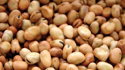 سعر الفول البلدي اليوم الثلاثاء للمستهلك