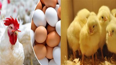 أسعار الدواجن اليوم الثلاثاء