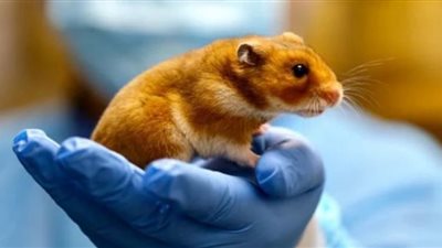 براءة معيد بجامعة جنوب الوادي من تهمة قتل 60 فأر تجارب