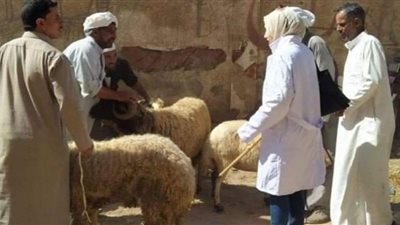بيطري الشرقية يُجري الترصد الوبائي لـ 11 الف منزل في 990 قرية