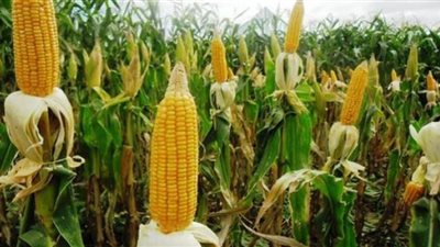 دودة جديدة تحاصر محصول الذرة.. الإرشاد الزراعي خارج نطاق الخدمة