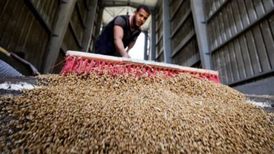 مصر تطلب قمحًا في مناقصة من تمويل البنك الدولي