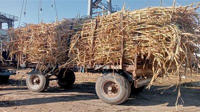 توريد 277 ألف طن قصب من المزارعين لمصانع السكر بأسوان والأقصر