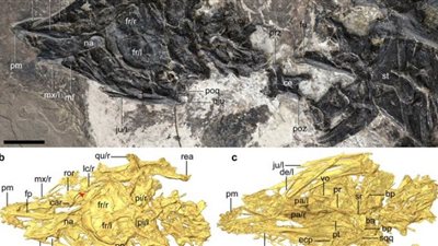 اكتشاف مخلوق غريب يمزج بين الديناصورات والطيور