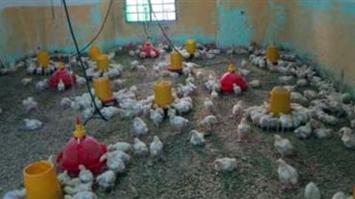 تربية الطيور في المنازل تصيب بالتليفات الرئوية (شاهد)