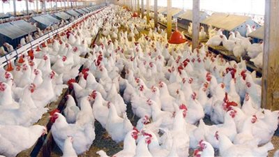 شعبة الدواجن: المزارع مفيهاش فراخ والصناعة تنهار