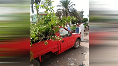 تنفيذًا للمبادرة الرئاسية للتشجير.. زراعة 9005 أشجار مثمرة بالشرقية