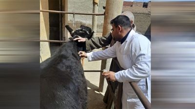 تحصين 95 ألفًا من الثروة الحيوانية من مرضي الحمى القلاعية وحمى الوادي المتصدع