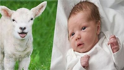 حكم عمل العقيقة من مال المولود