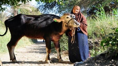 تسليم 9 آلاف و 403 رأس ماشية لأسر قرى الفيوم