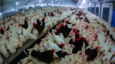 صاحب محل فراخ يتوقف عن البيع تضامنًا مع الغلابة