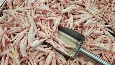 الكلاب في نعيم رغم ارتفاع أسعار الدراي فود والدواجن