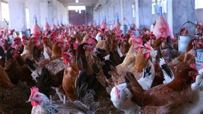 اسعار الدواجن اليوم الخميس بالأسواق المصرية
