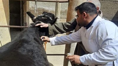 تحصين 119 ألفًا من الثروة الحيوانية ببني سويف ضد الحمى القلاعية والوادي المتصدع