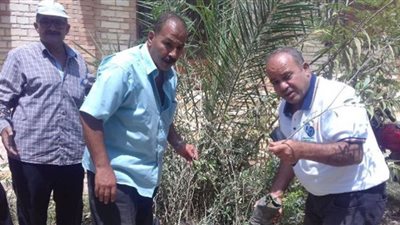 محافظ الشرقية: زراعة 9745 شجرة مثمرة بمختلف المراكز والمدن