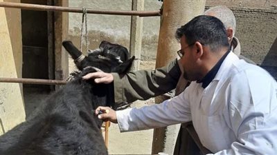تحصين 24 ألف رأس ماشية ببني سويف ضد طاعون المجترات