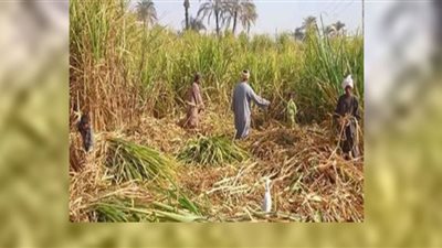 توريد 350 ألف طن قصب من المزارعين وإنتاج 35 ألف طن سكر