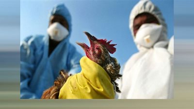 إنفلونزا الطيور تضرب دولة آسيوية ومخاوف من انتشارها