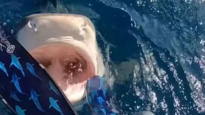 سيدة تنجو بأعجوبة.. كادت تسبح في فم قرش النمر | فيديو