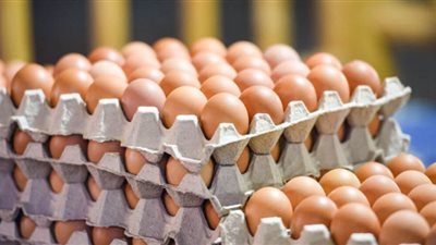 سعر الكرتونة مفاجأة.. أسعار البيض اليوم السبت بالمزرعة