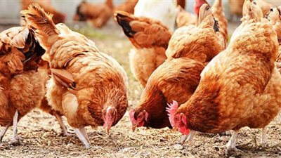 الفراخ الحمراء بكام.. أسعار الدواجن اليوم السبت بالمزرعة