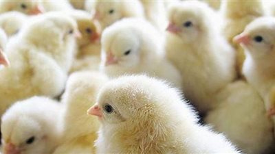 سعر الكتكوت الأبيض اليوم السبت بالأسواق المصرية