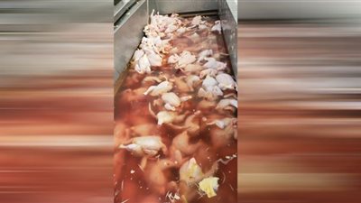 تشميع 7 منشآت غذائية بدون ترخيص وإعدام 2,5 طن أغذية فاسدة بالشرقية