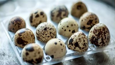 الزراعة تطرح كرتونة بيض السمان بـ20 جنيهًا.. فوائده مذهلة