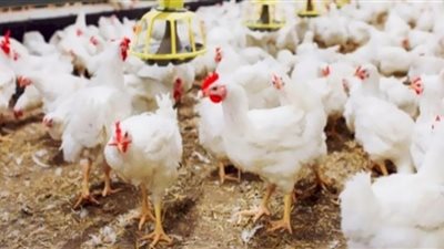 الدواجن تُطالب الدولة بأخذ قرارات رادعة للتصدي لجشع التجار