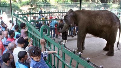 وزير الزراعة يكشف سبب تطوير حديقة الحيوان.. خرجت من التصنيف (فيديو)