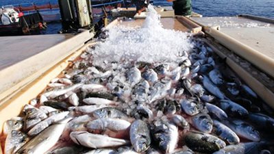 مصر من أكبر الدول إنتاجًا للأسماك (فيديو)