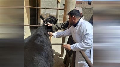 تحصين 1500 من الثروة الحيوانية ببني سويف ضد أمراض الجلد العقدي