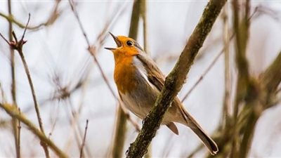 سماع صوت العصافير يحارب الاكتئاب