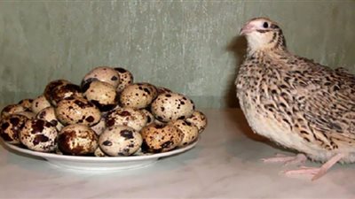 بيض السمان بـ20 جنيهًا.. فوائد صحية عدة