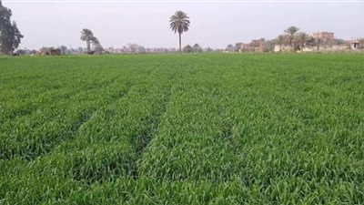 تنفيذ يوم حقلي لمزارعي بمركز منيا القمح