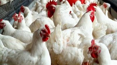 أسعار الفراخ في بورصة الدواجن اليوم الخميس